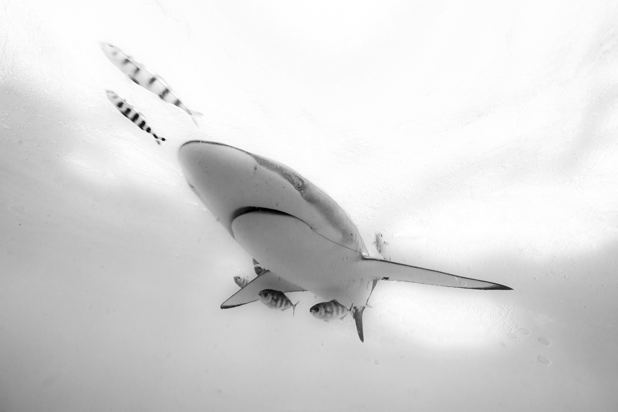Canon EF 14mm F2.8L II USM sample photo. One of the silky sharks drawn in by our chum line on our shark conservation project. photography