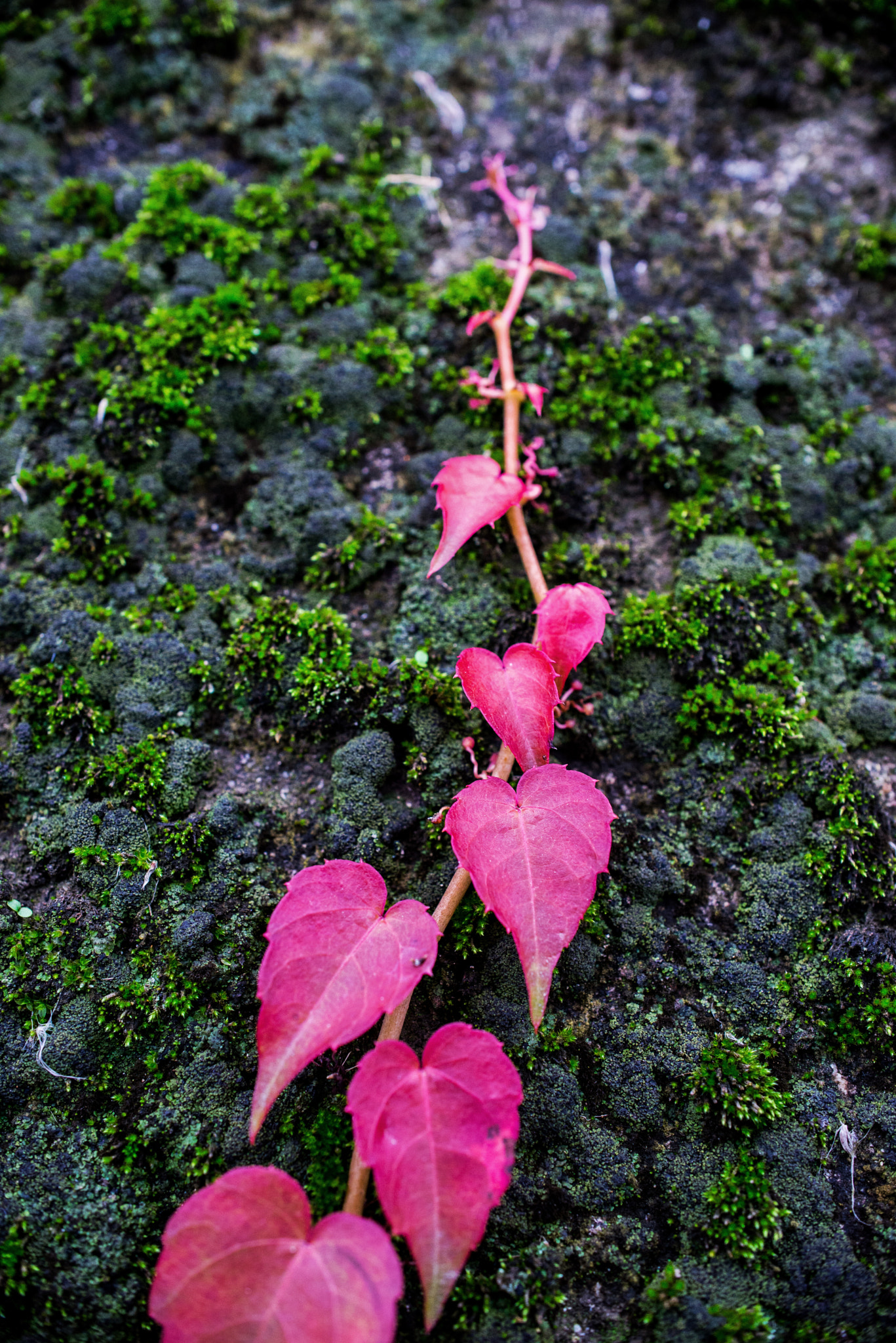 Nikon AF-S DX Micro Nikkor 40mm F2.8 sample photo