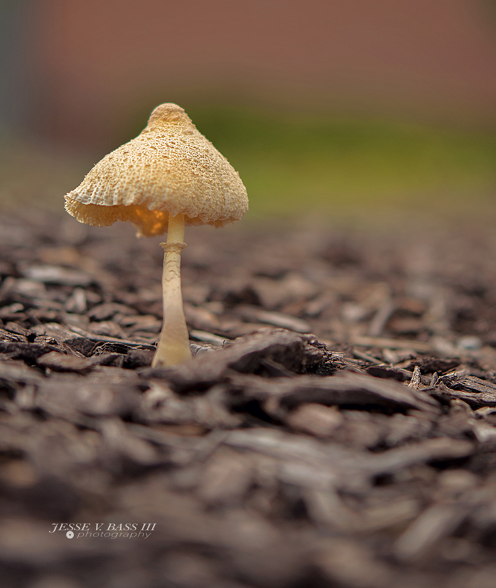 Nikon AF-S Micro-Nikkor 60mm F2.8G ED sample photo. Like a blister in the sun photography