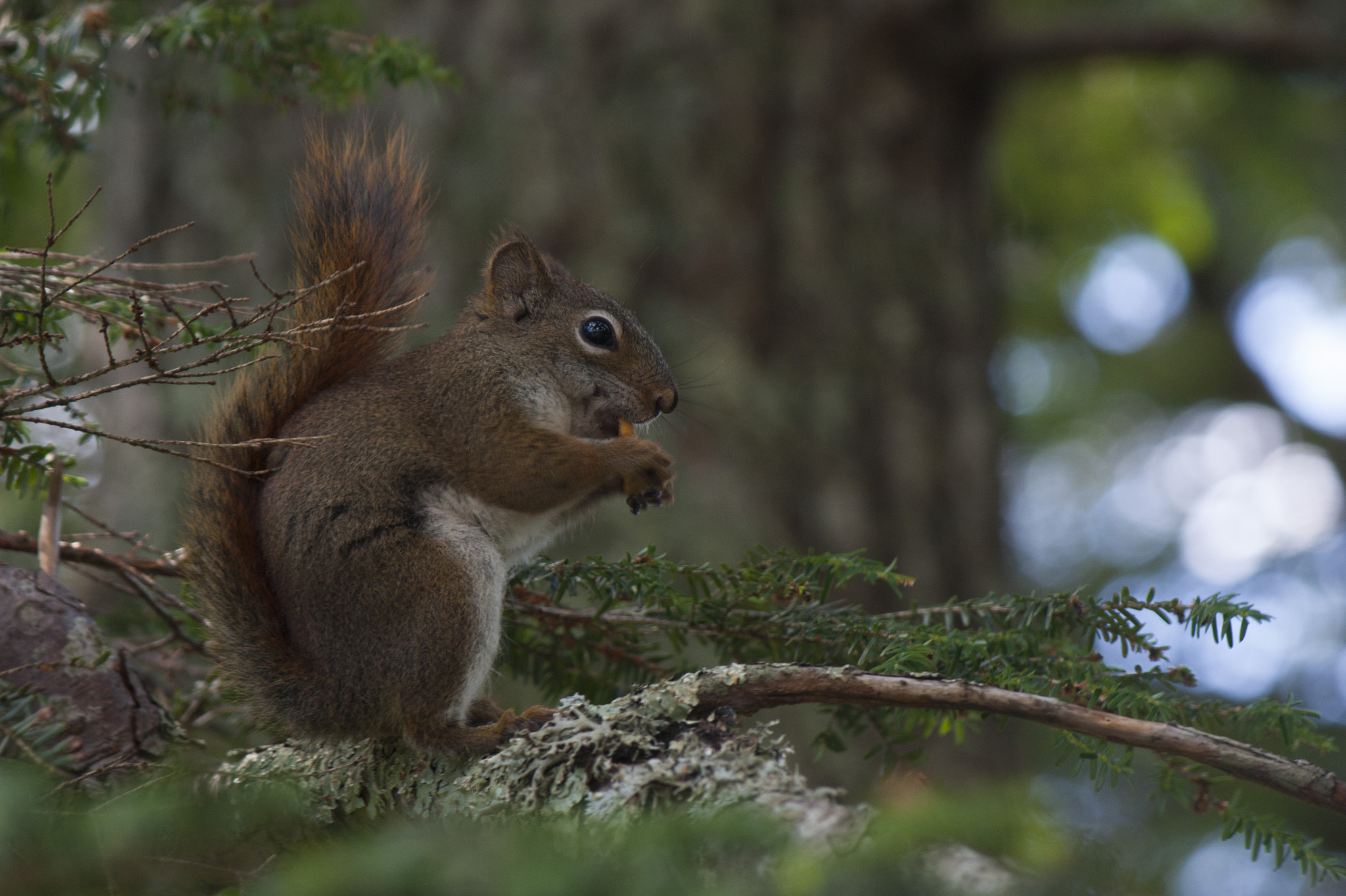 Canon EOS 450D (EOS Rebel XSi / EOS Kiss X2) sample photo. Squirrel munchies photography