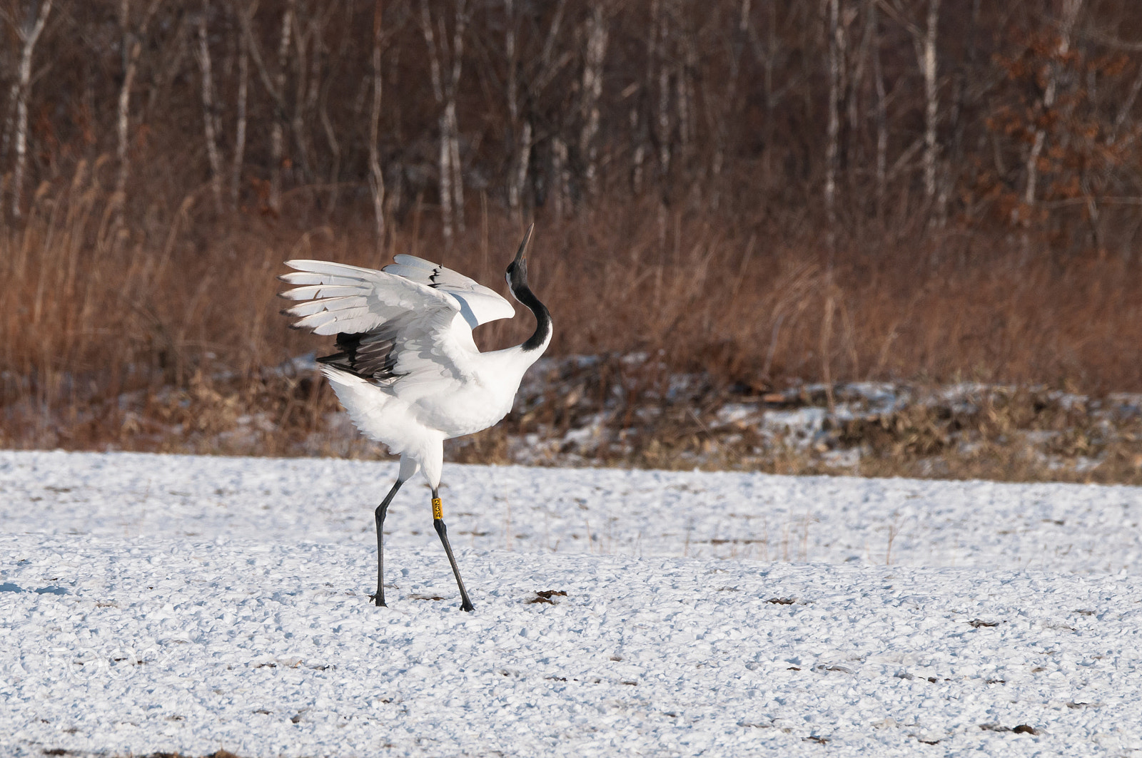 Sigma 150-600mm F5-6.3 DG OS HSM | S sample photo. Method of dance. photography