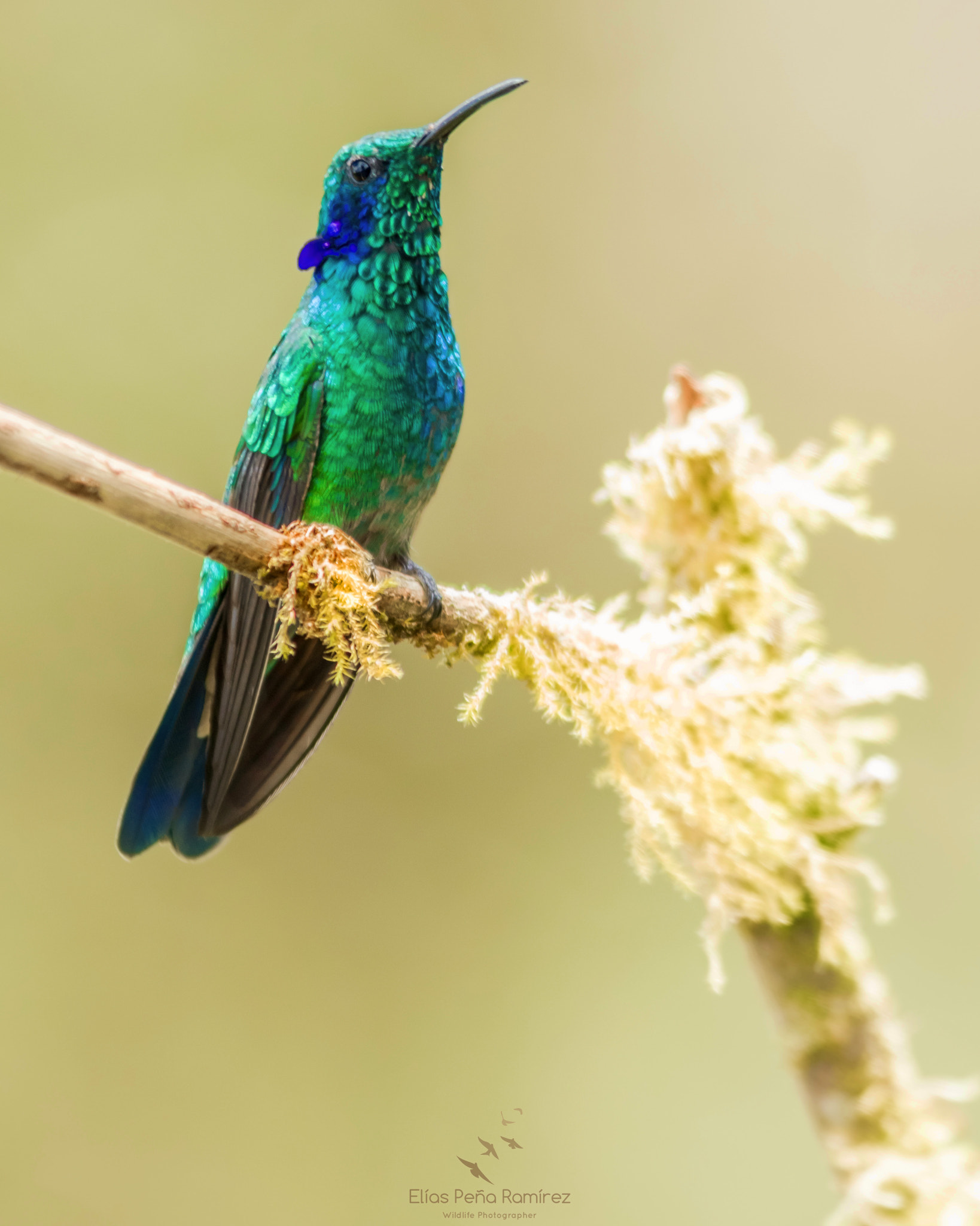 Canon EF 300mm F4L IS USM sample photo. Green violet eared hummingbird photography