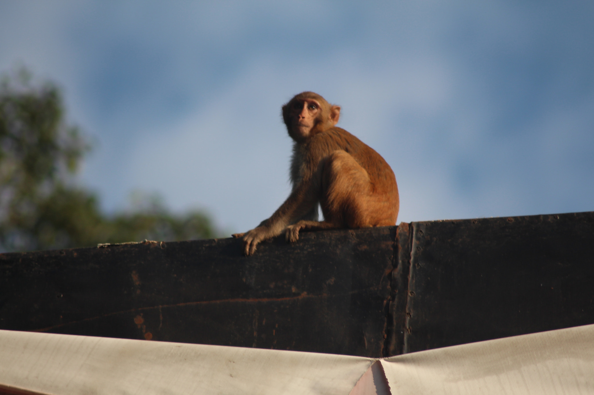 Canon EOS 650D (EOS Rebel T4i / EOS Kiss X6i) sample photo. Monkey on top photography