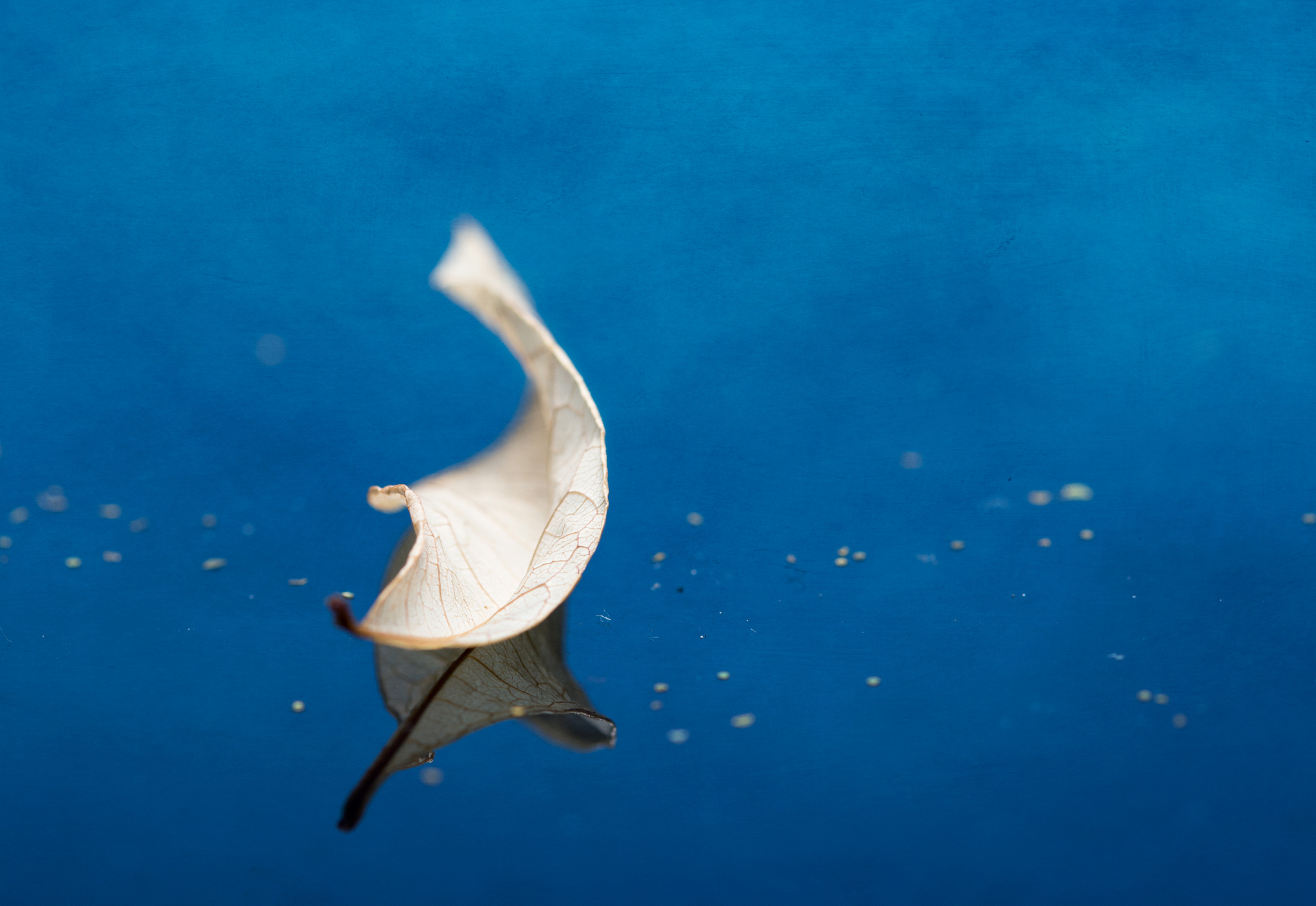 Sigma 105mm F2.8 EX DG OS HSM sample photo. Floating photography