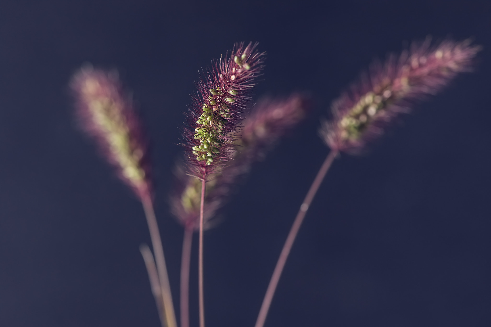 Sigma 105mm F2.8 EX DG OS HSM sample photo. Simplicity photography