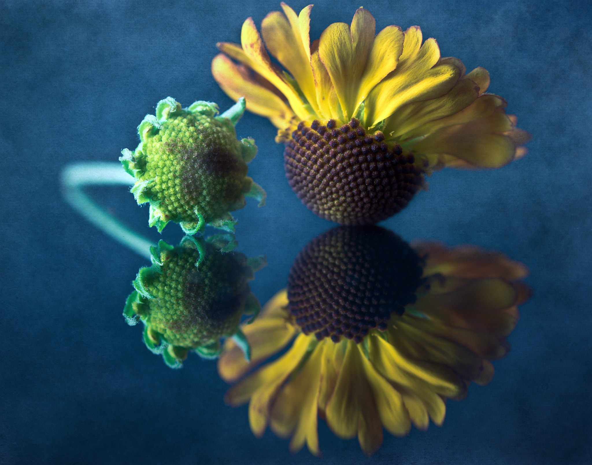 Sigma 105mm F2.8 EX DG OS HSM sample photo. Twins photography