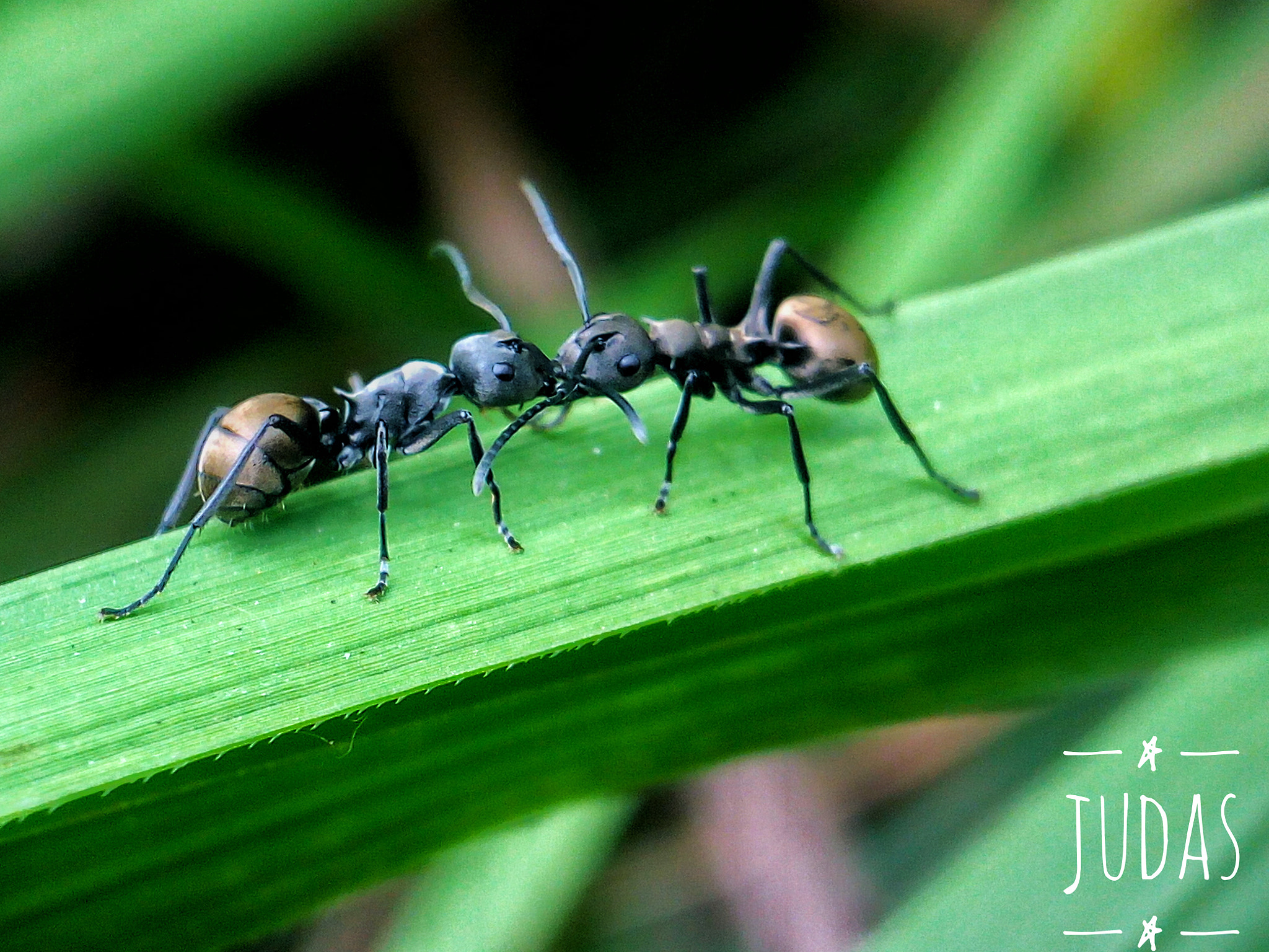 Infinix HOT S sample photo. Fight photography