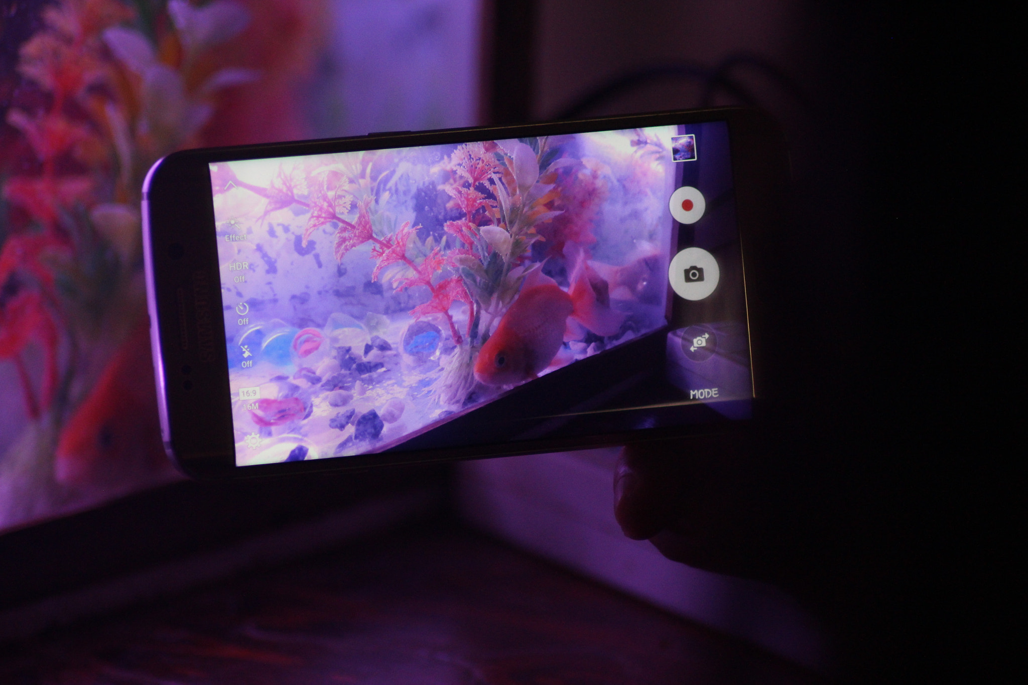 Canon EOS 650D (EOS Rebel T4i / EOS Kiss X6i) sample photo. Fish on s6 photography