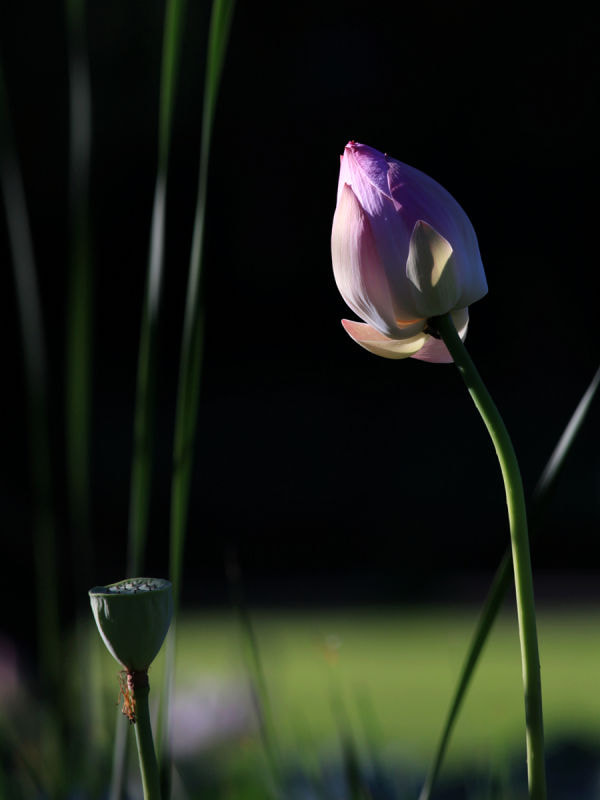 Canon EF 400mm F5.6L USM sample photo