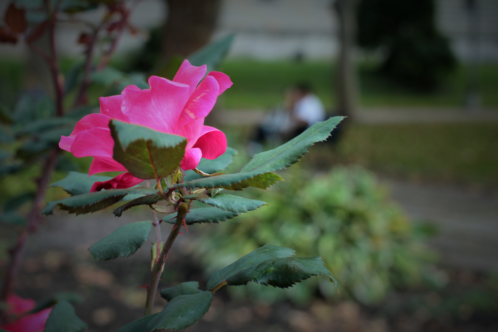 Canon EOS 550D (EOS Rebel T2i / EOS Kiss X4) sample photo. Being together photography