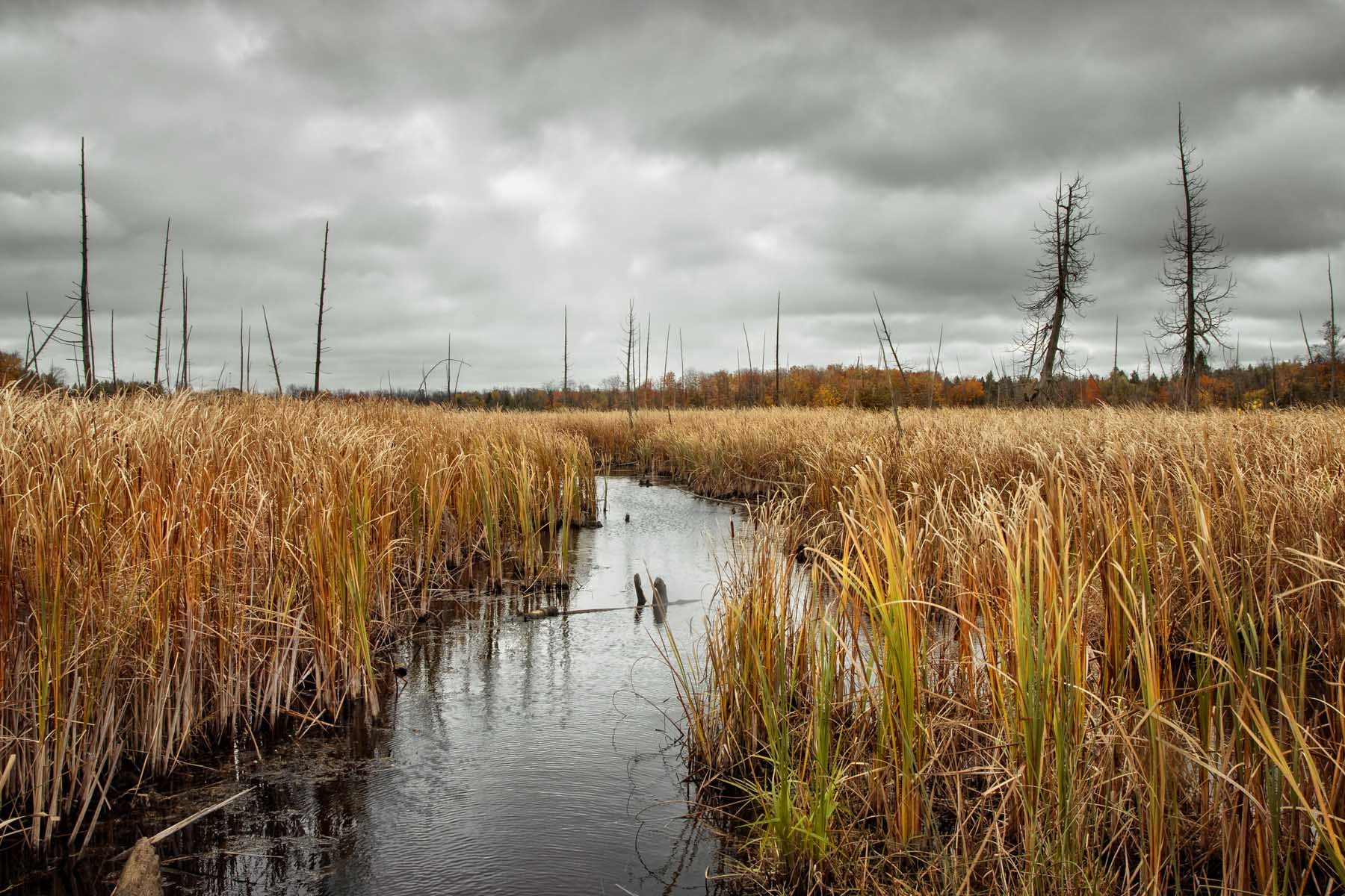 Sony Alpha DSLR-A500 + Tamron SP AF 17-50mm F2.8 XR Di II LD Aspherical (IF) sample photo. Valens wetland no. 2 photography