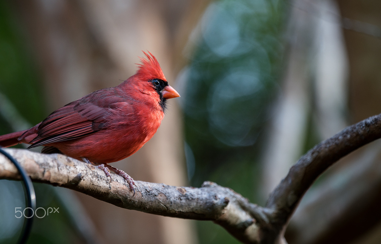 Sony 70-400mm F4-5.6 G SSM II sample photo. Cardinal on a branch photography
