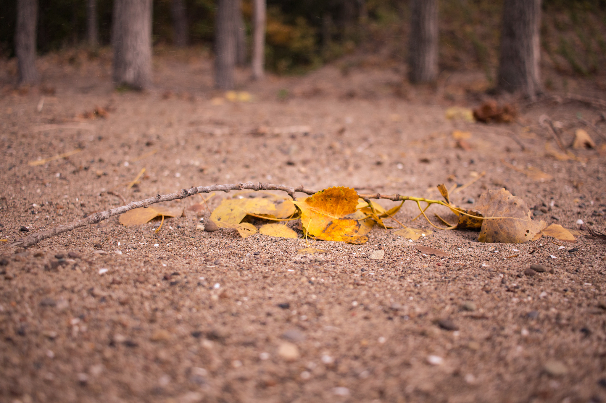 Canon EF-S 24mm F2.8 STM sample photo. October photography