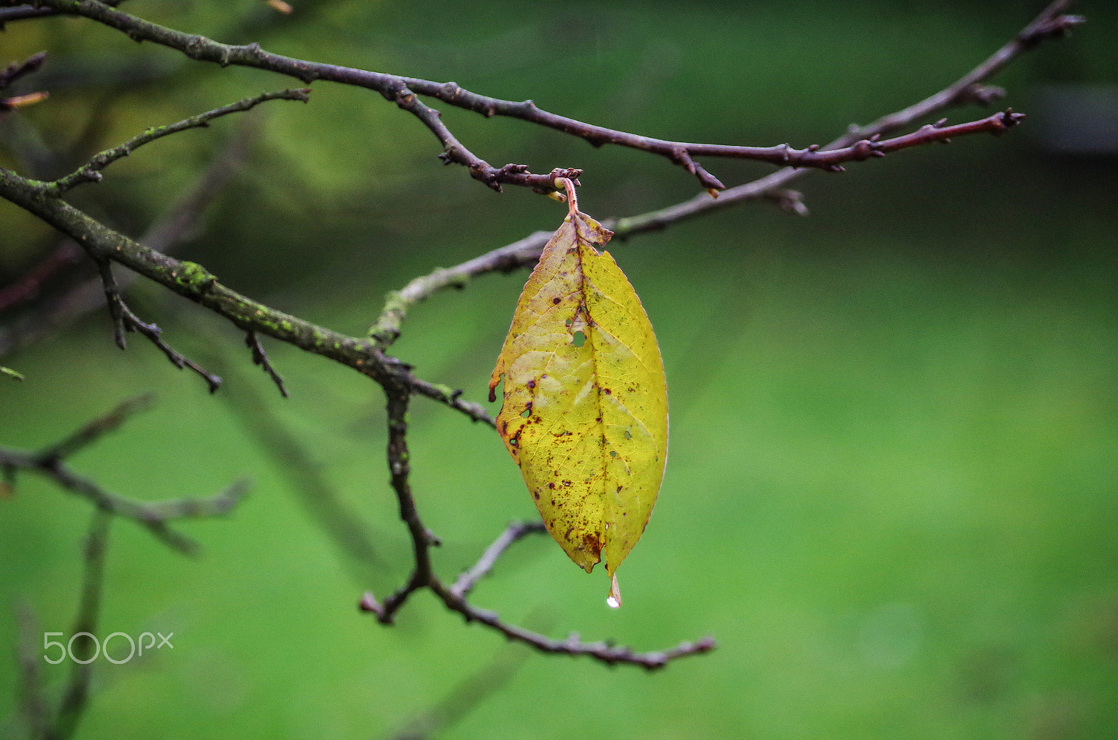 smc Pentax-DA L 50-200mm F4-5.6 ED WR sample photo. 22. photography