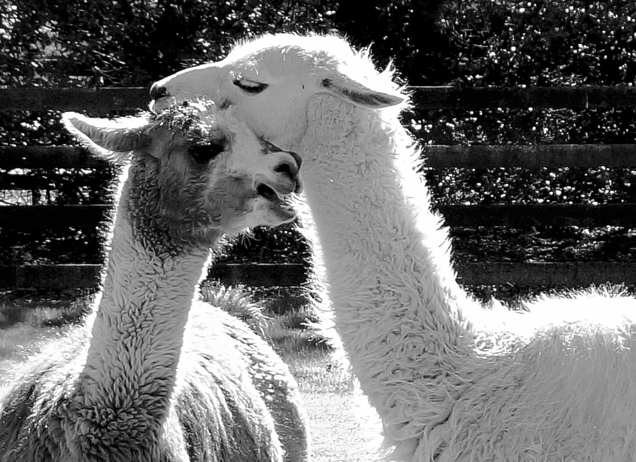 Sony Alpha NEX-6 + Sony E 18-50mm F4-5.6 sample photo. Llama play photography