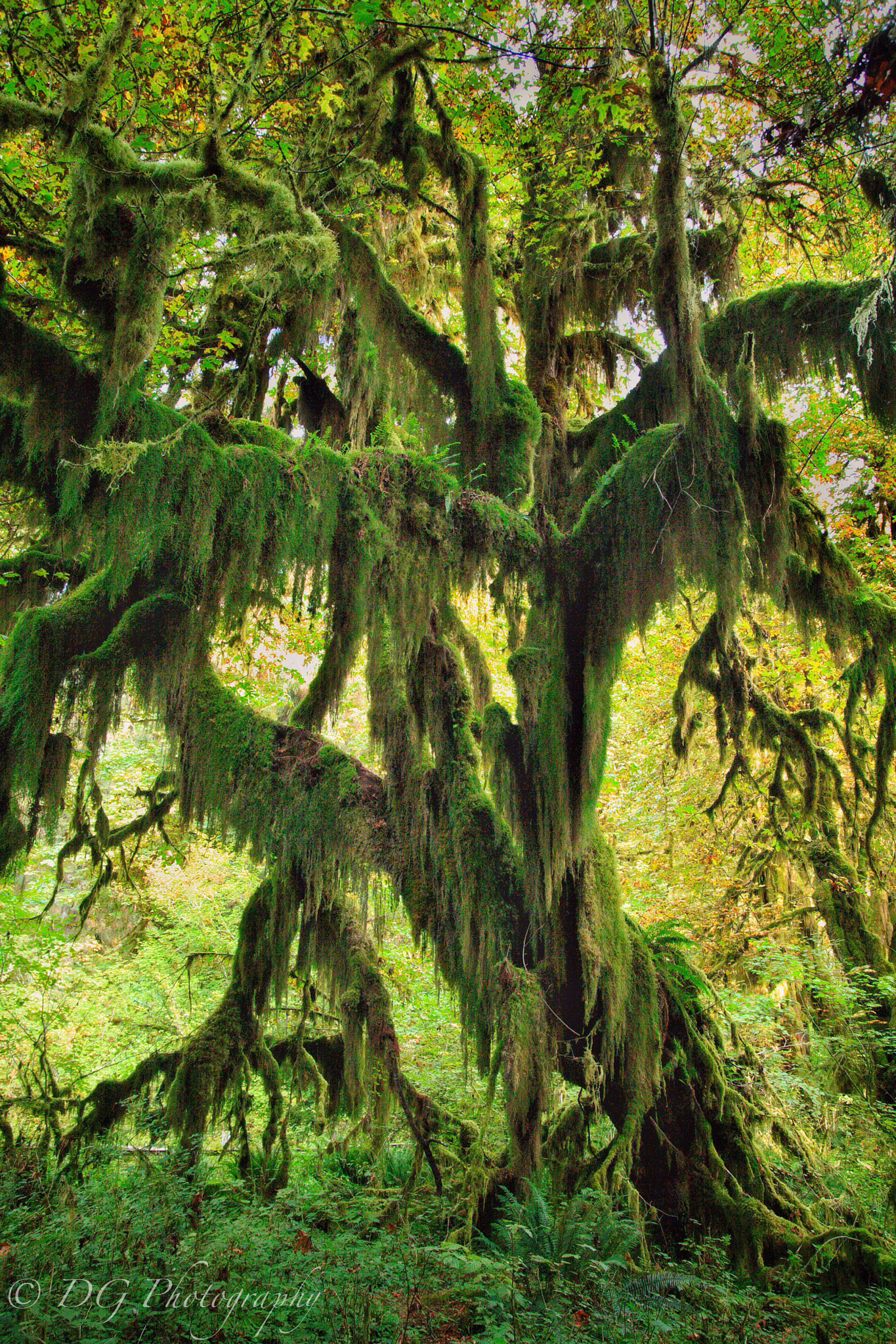 Tamron SP AF 17-50mm F2.8 XR Di II LD Aspherical (IF) sample photo. Hoh national rainforest ( washington ) 2016 photography