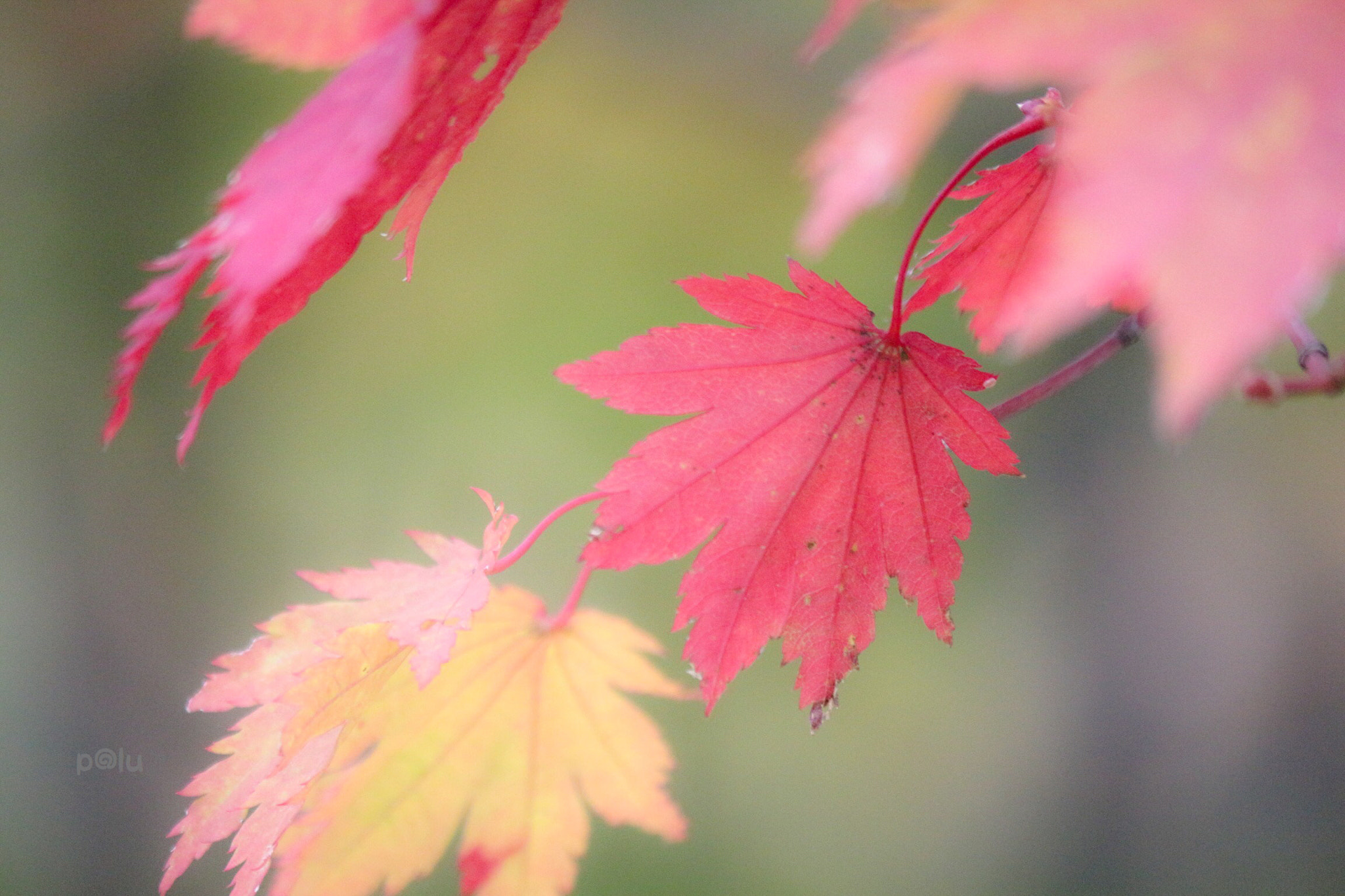 Canon EOS 700D (EOS Rebel T5i / EOS Kiss X7i) sample photo