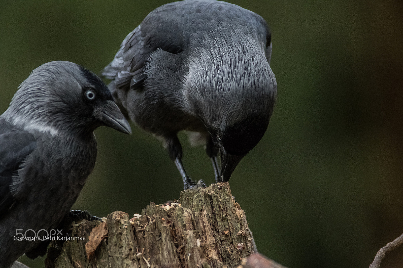 Canon EF 300mm f/2.8L + 1.4x sample photo. Jackdaws photography