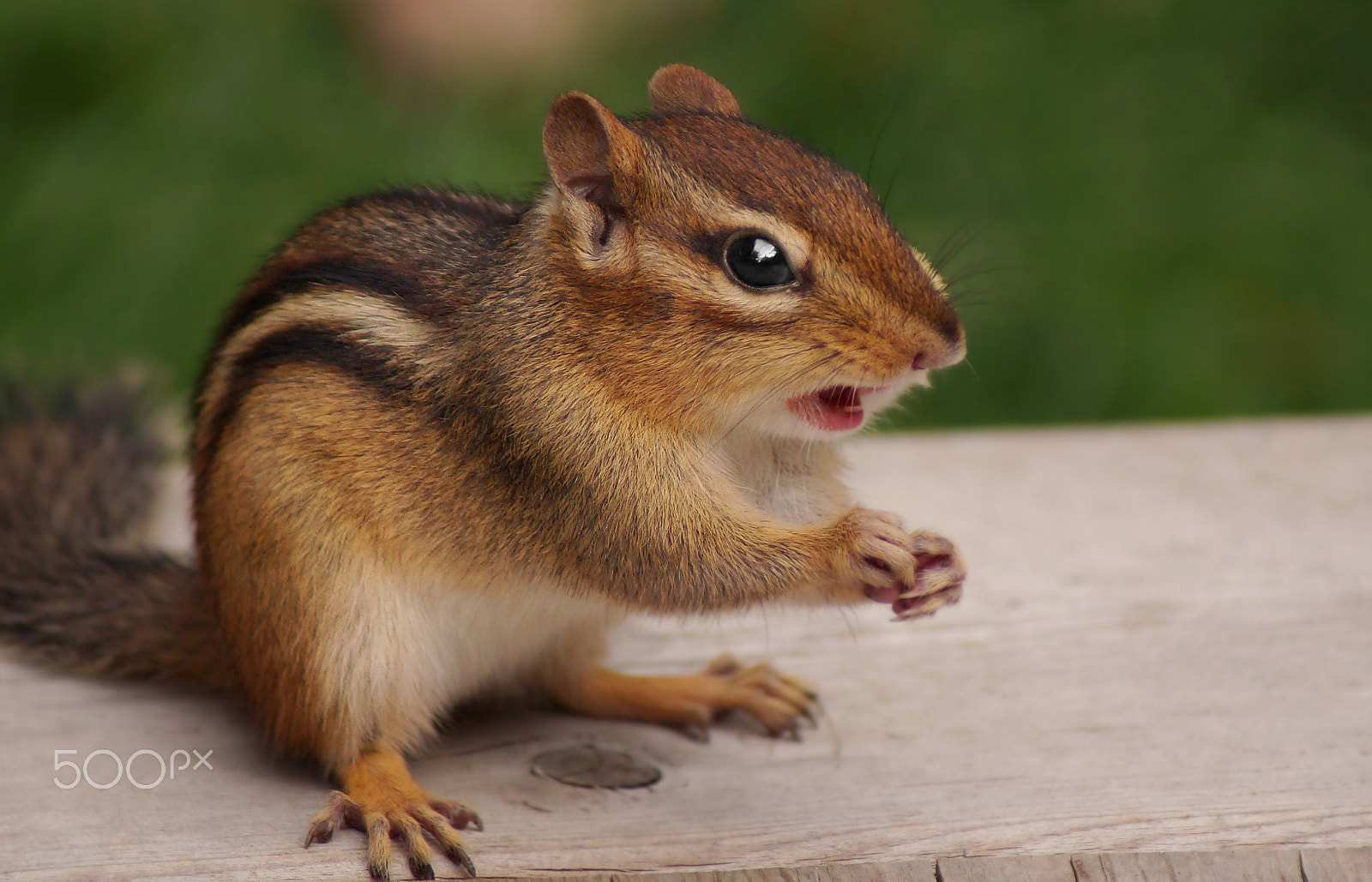 Sony 75-300mm F4.5-5.6 sample photo. Huh? photography