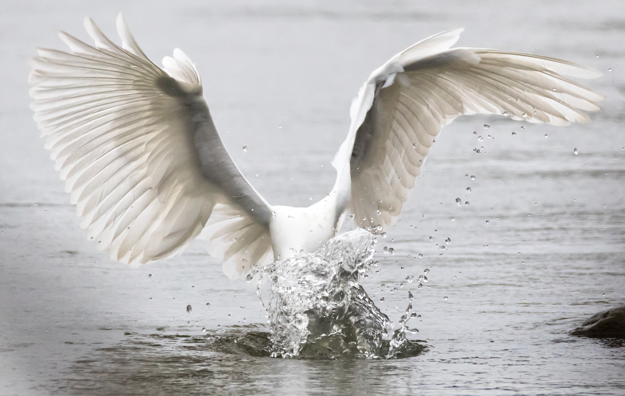 Canon EF 70-200mm F2.8L IS II USM sample photo. Egret striking at fish photography