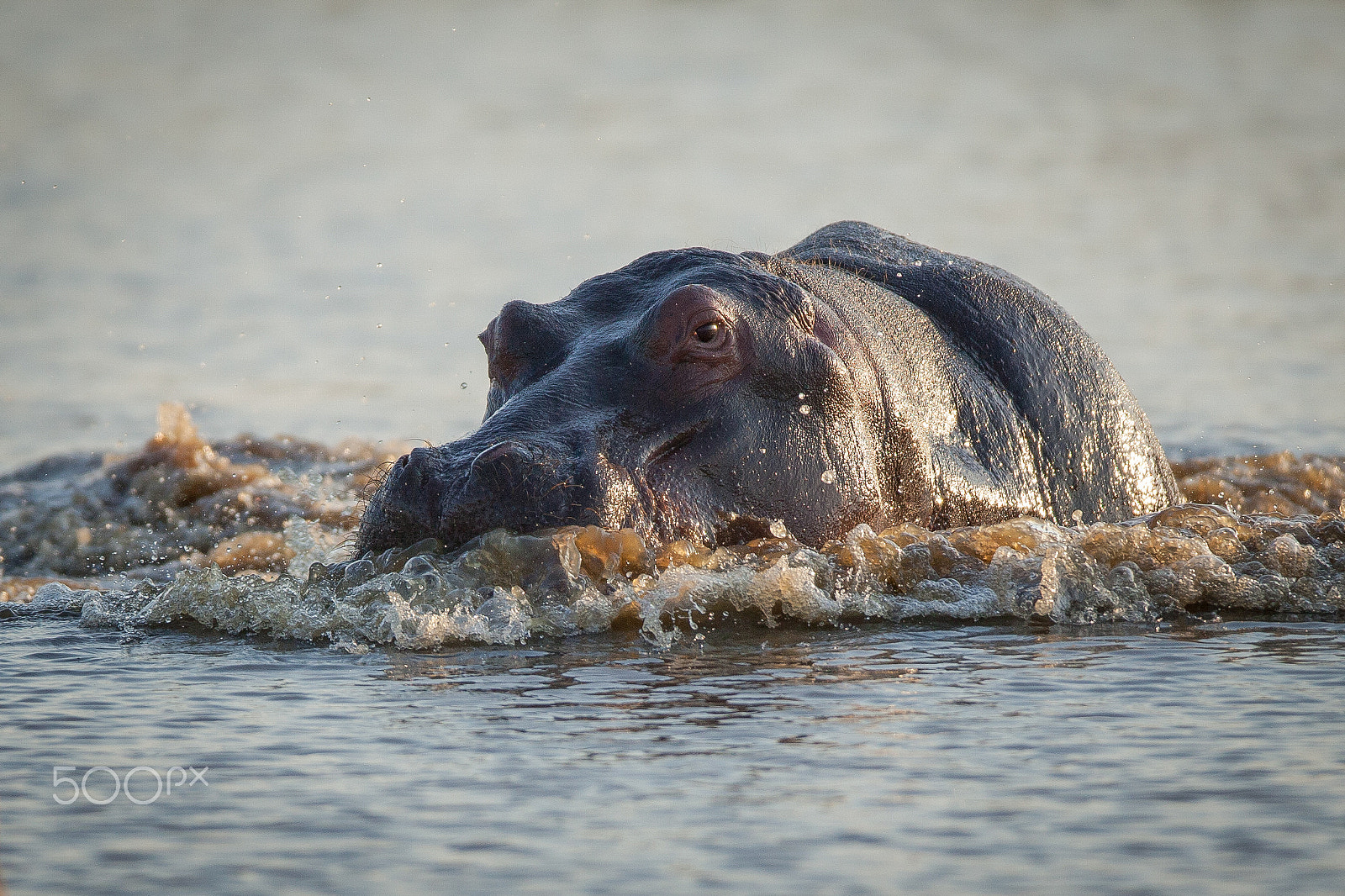 Canon EF 600mm f/4L IS sample photo. Bow wave photography