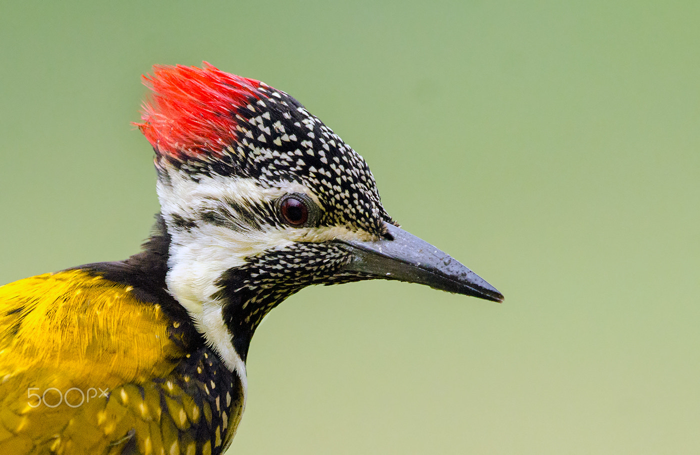 Nikon D7000 + Nikon AF-S Nikkor 500mm F4G ED VR sample photo. Lesser goldenback woodpecker female photography