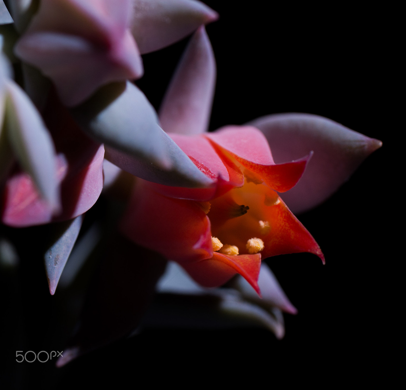 Pentax K-50 + Tamron SP AF 90mm F2.8 Di Macro sample photo. Succulant flower macro photography