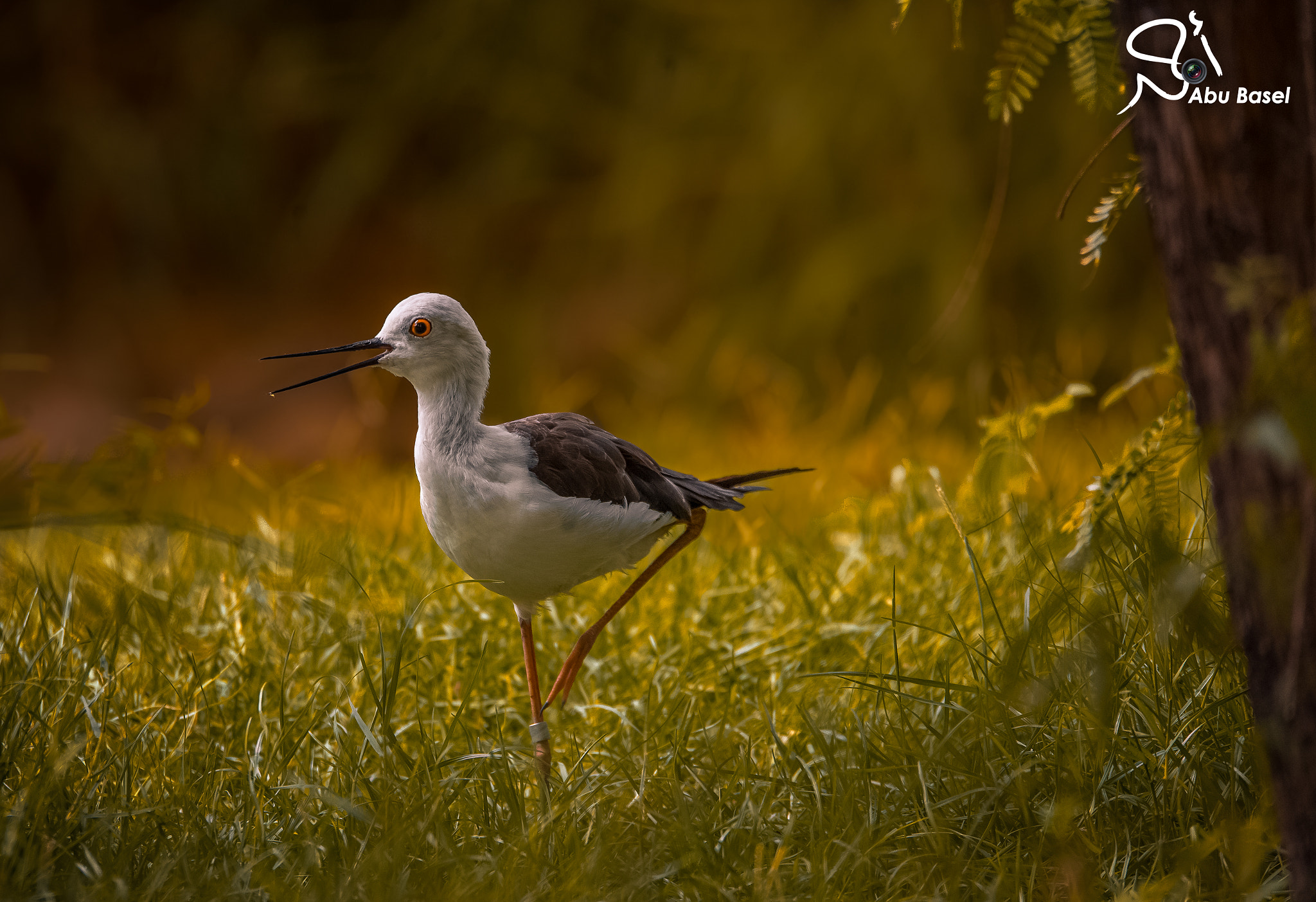 Sigma 150-600mm F5-6.3 DG OS HSM | S sample photo