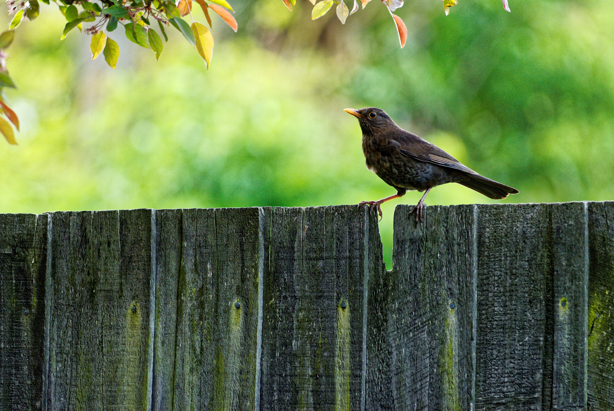 Nikon AF-Nikkor 80-200mm F2.8D ED sample photo. Backyard antics photography