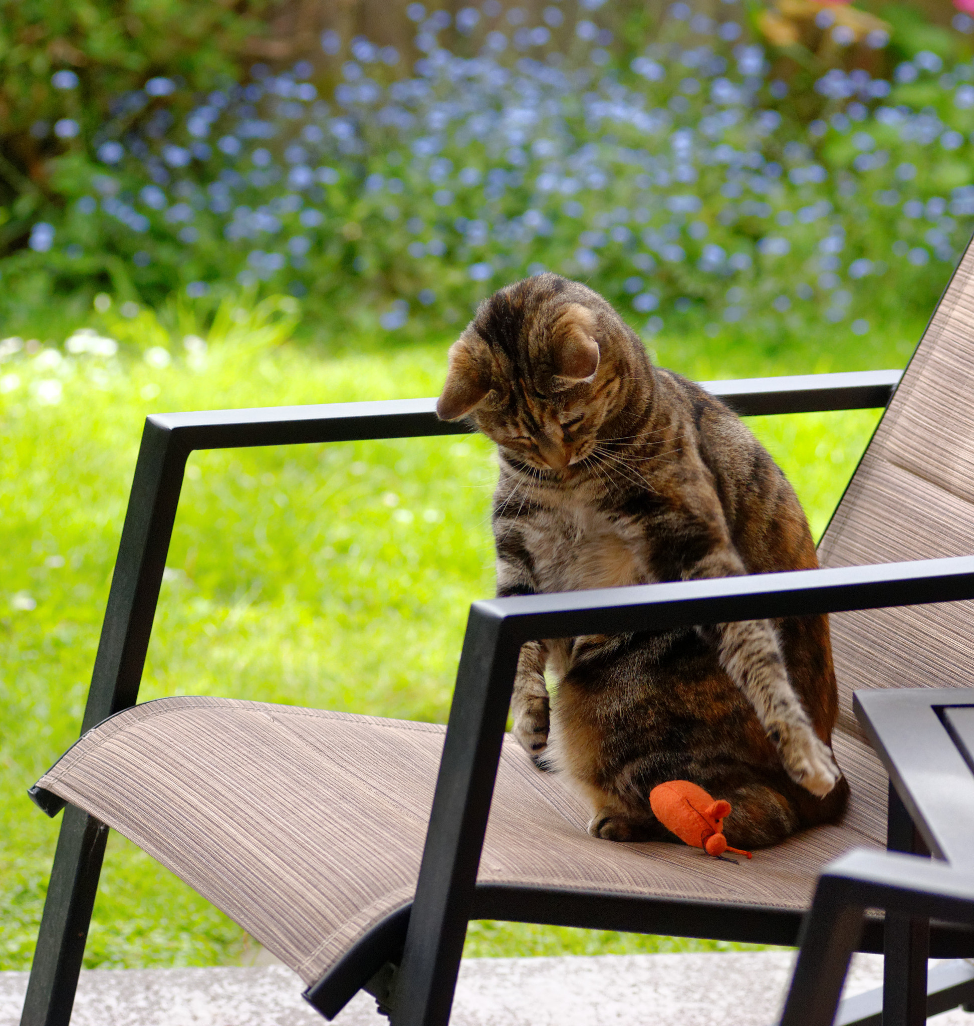 Nikon AF-Nikkor 80-200mm F2.8D ED sample photo. Backyard antics photography