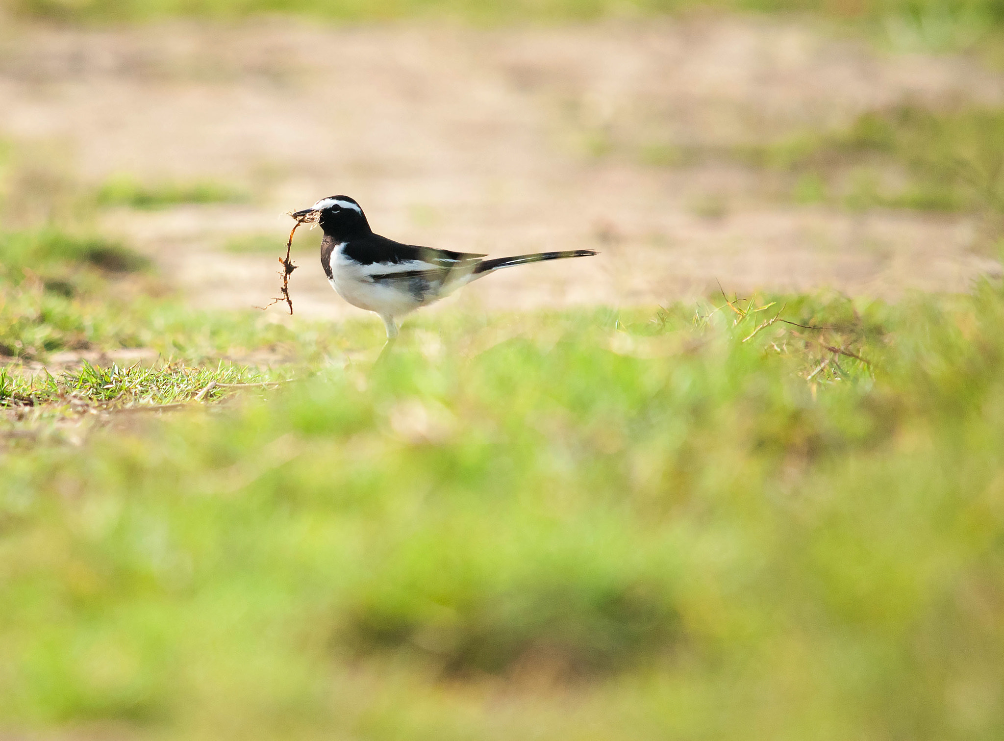 Nikon D3000 sample photo. White wagtail photography