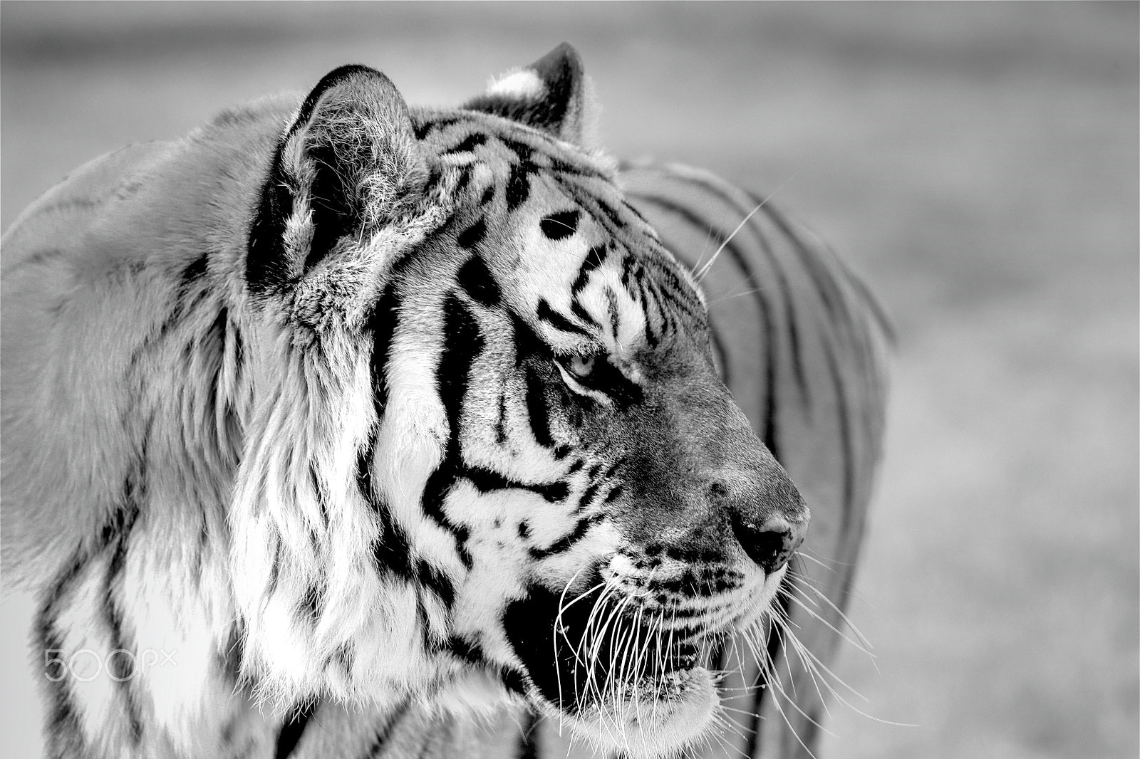 Canon EF 70-200mm F4L IS USM sample photo. Tiger photography