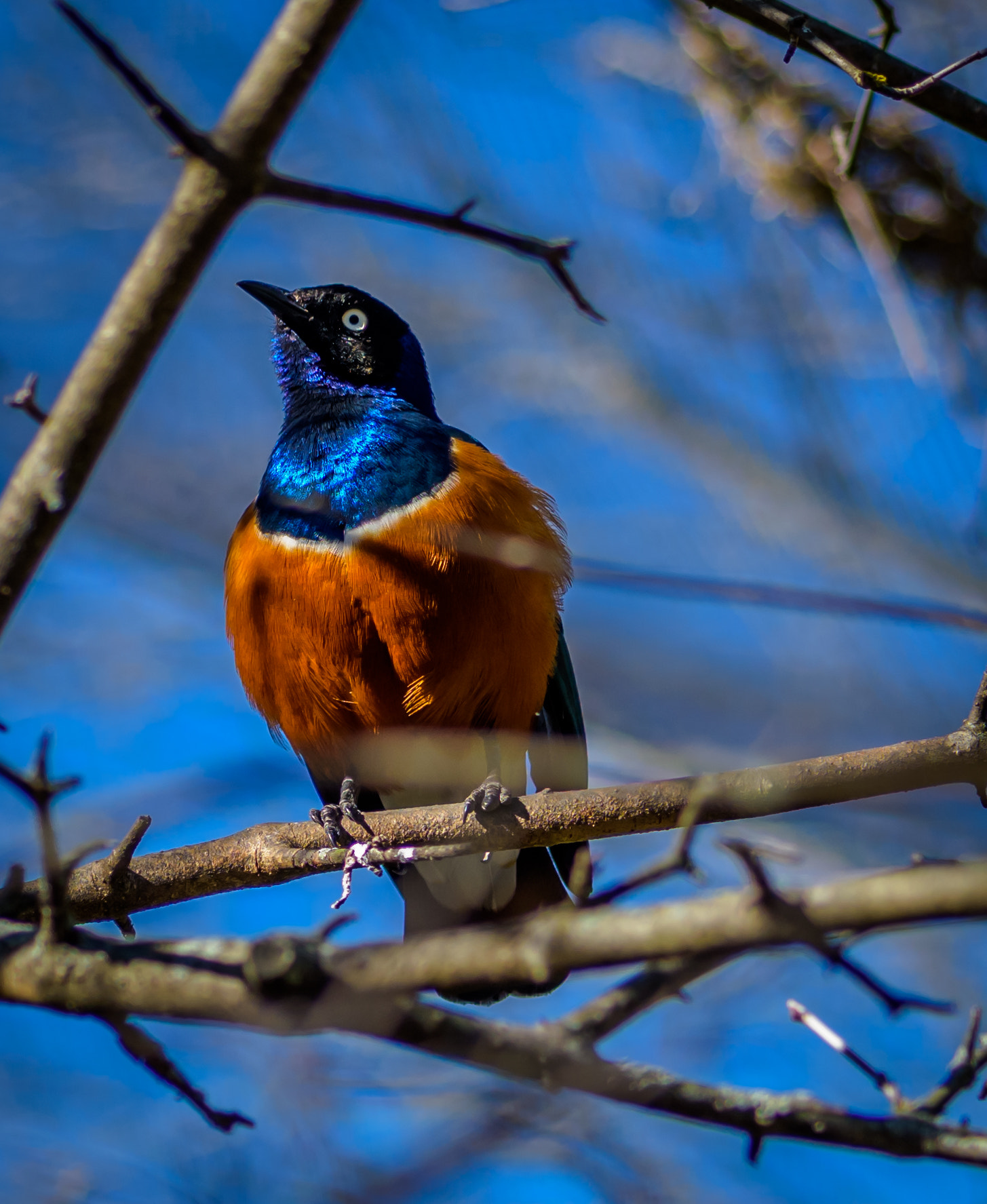 Nikon D810 + Nikon AF Micro-Nikkor 60mm F2.8D sample photo. Out of africa photography