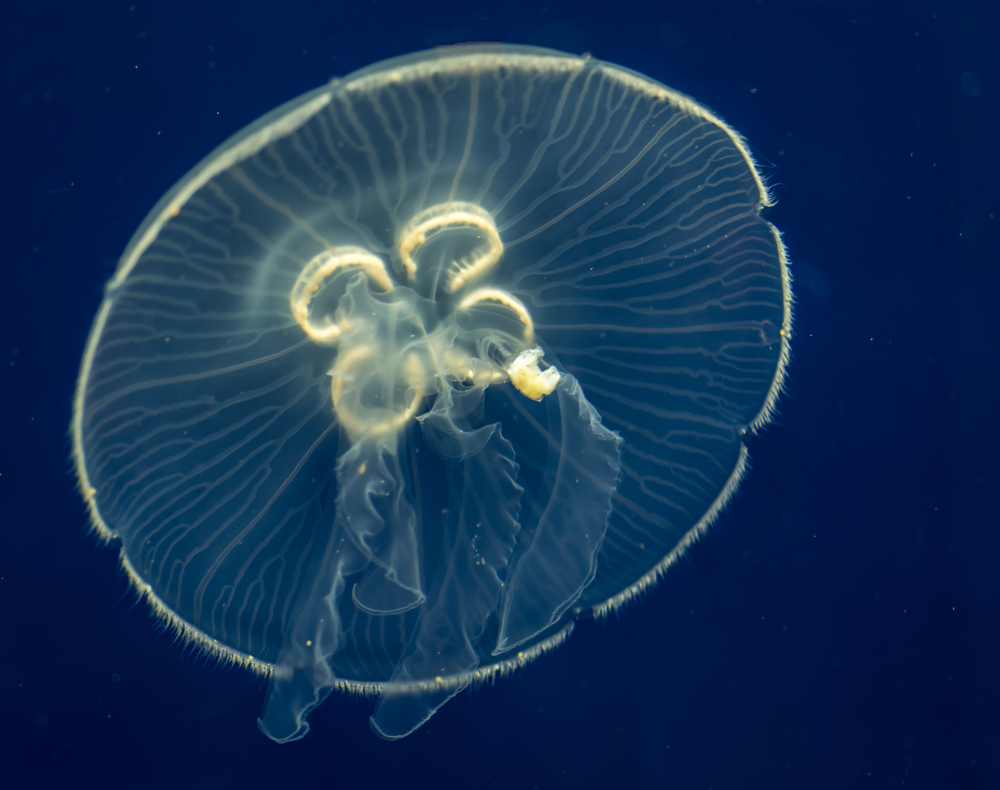 Nikon D810 + Nikon AF Micro-Nikkor 60mm F2.8D sample photo. Under the sea photography