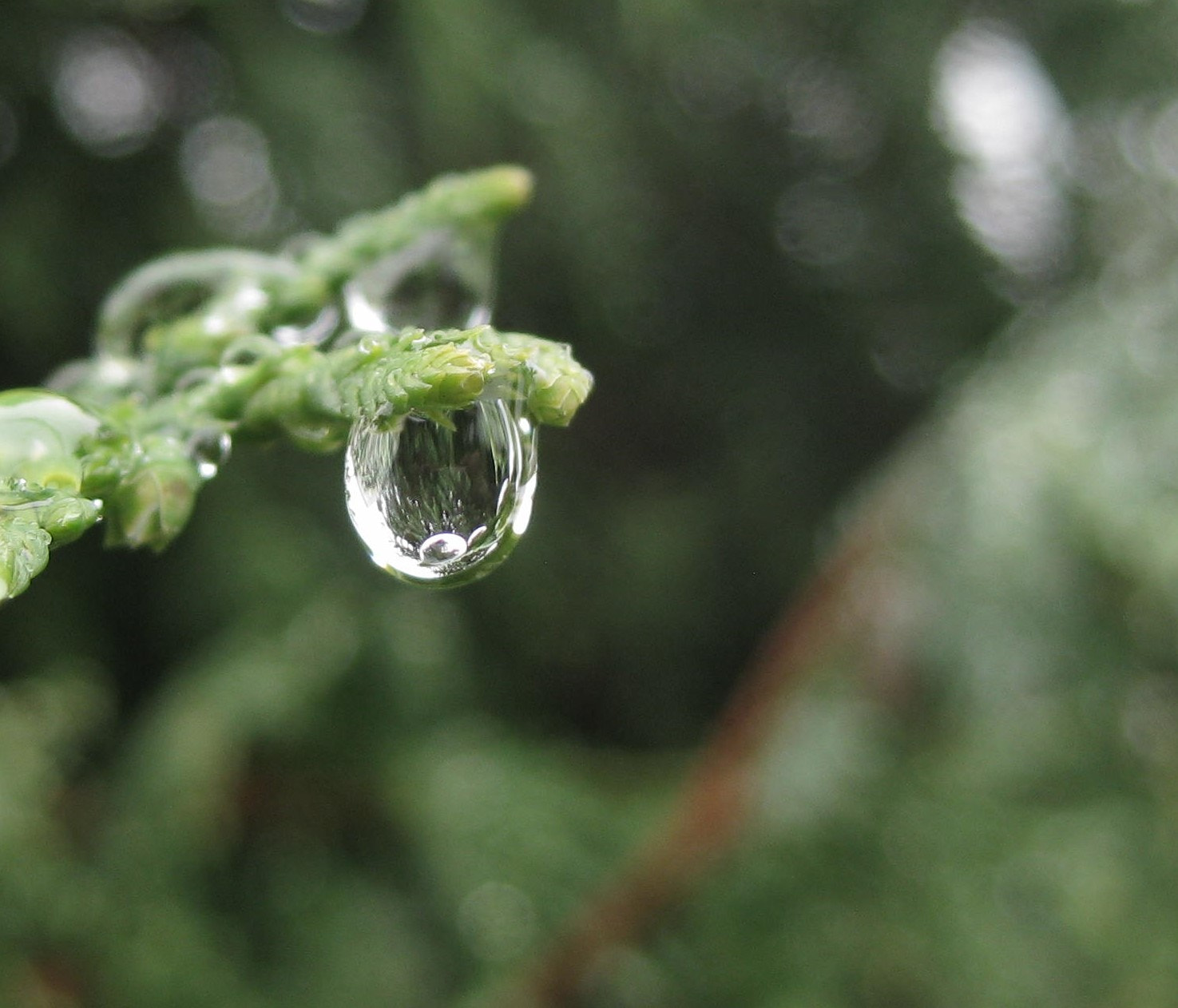 Canon PowerShot SD1100 IS (Digital IXUS 80 IS / IXY Digital 20 IS) sample photo. After the rain photography