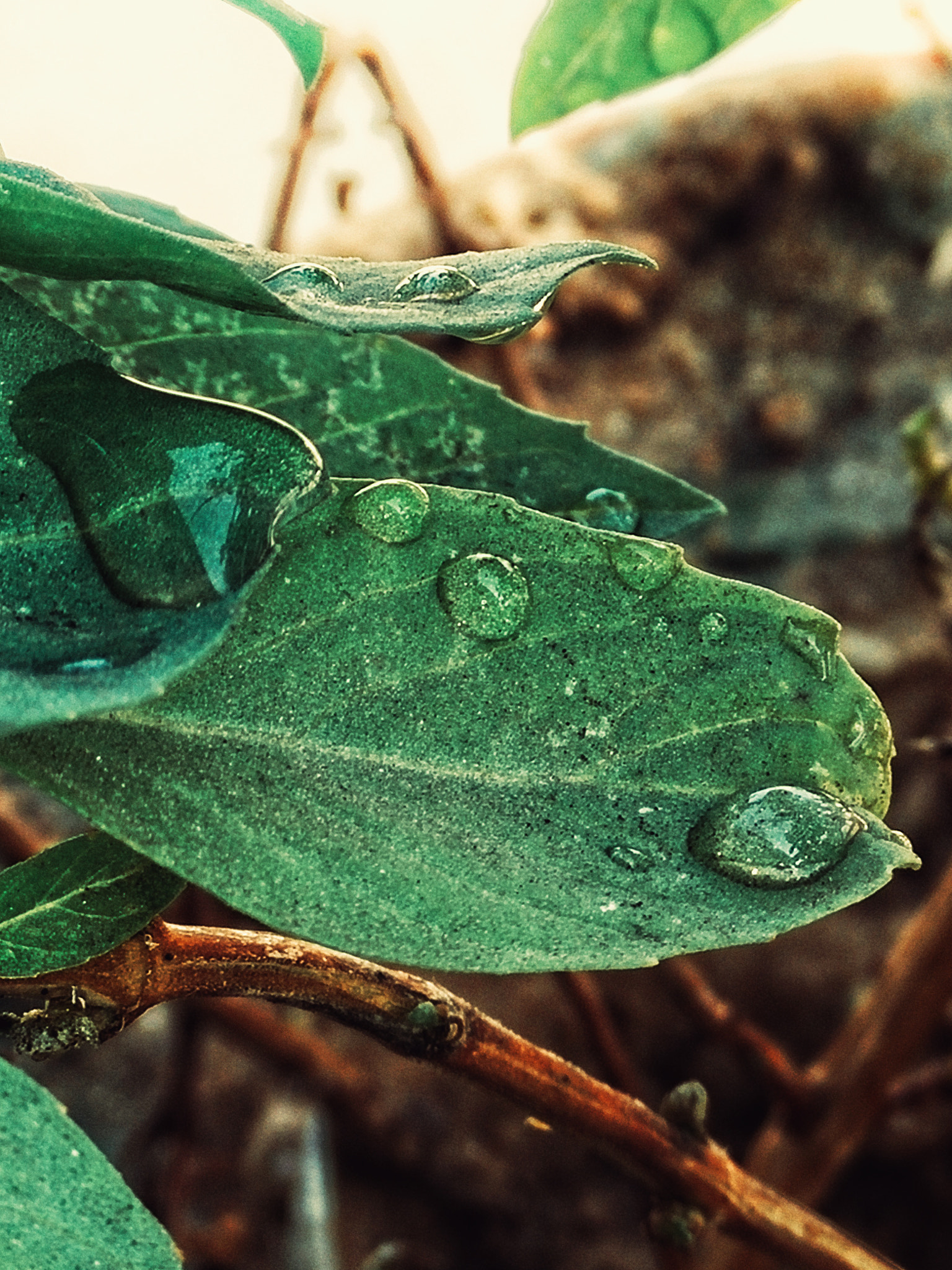 OPPO Find7 sample photo. Artificial drops .. photography