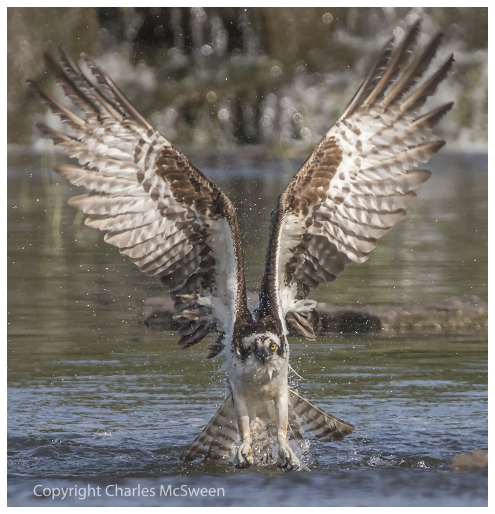 Canon EOS 7D Mark II + Canon EF 300mm F2.8L IS USM sample photo. Hand's up photography