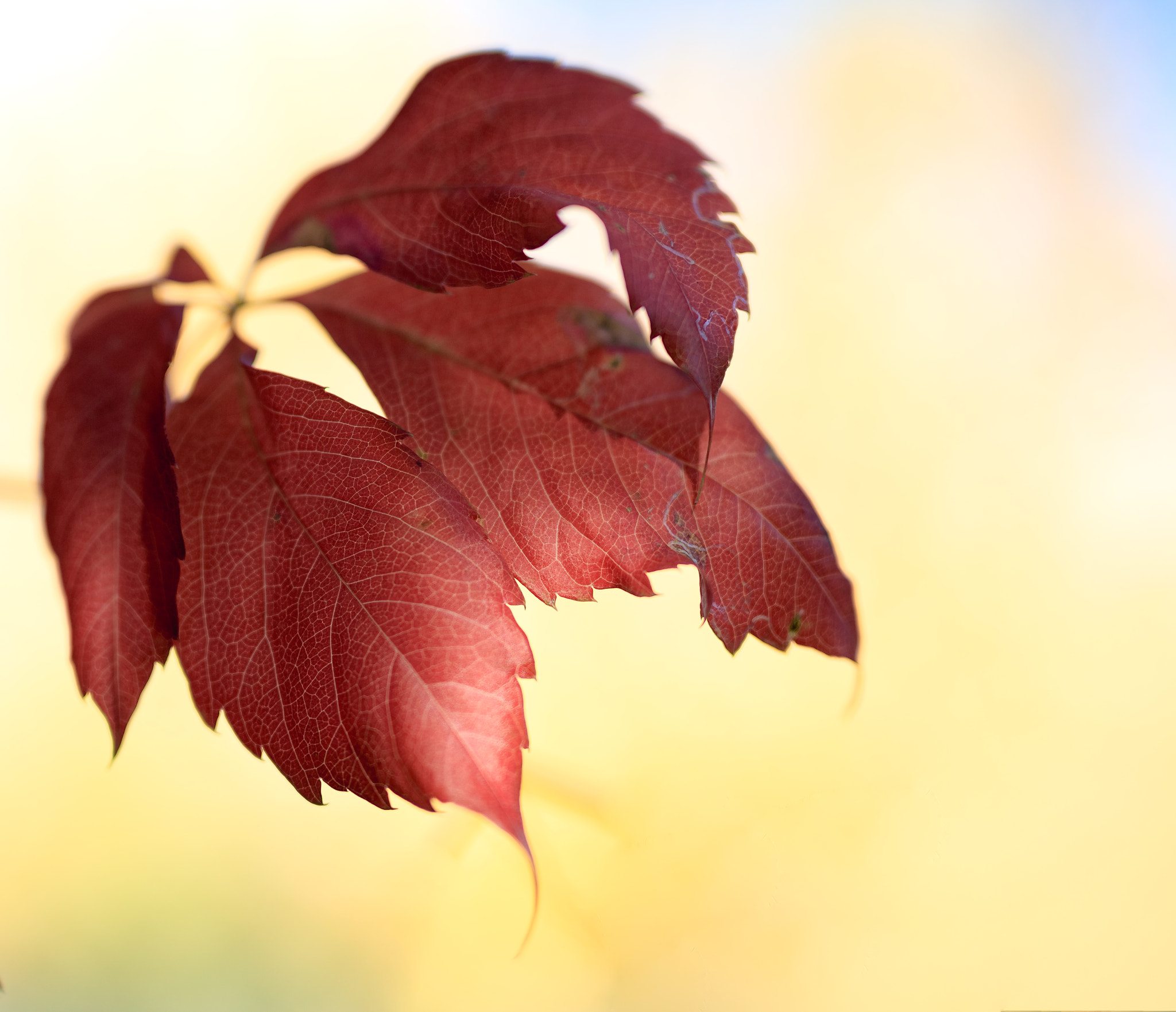 Sigma 50mm F1.4 EX DG HSM sample photo. Fleading fall weather from by backyard photography