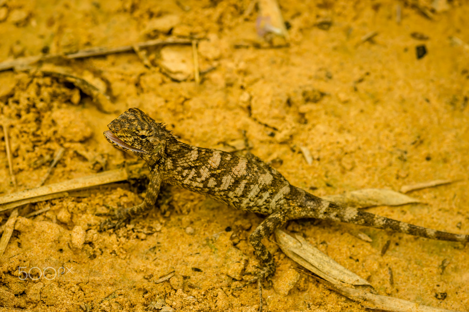 Sony SLT-A65 (SLT-A65V) + Sigma 30mm F1.4 EX DC HSM sample photo. Crested lizard photography