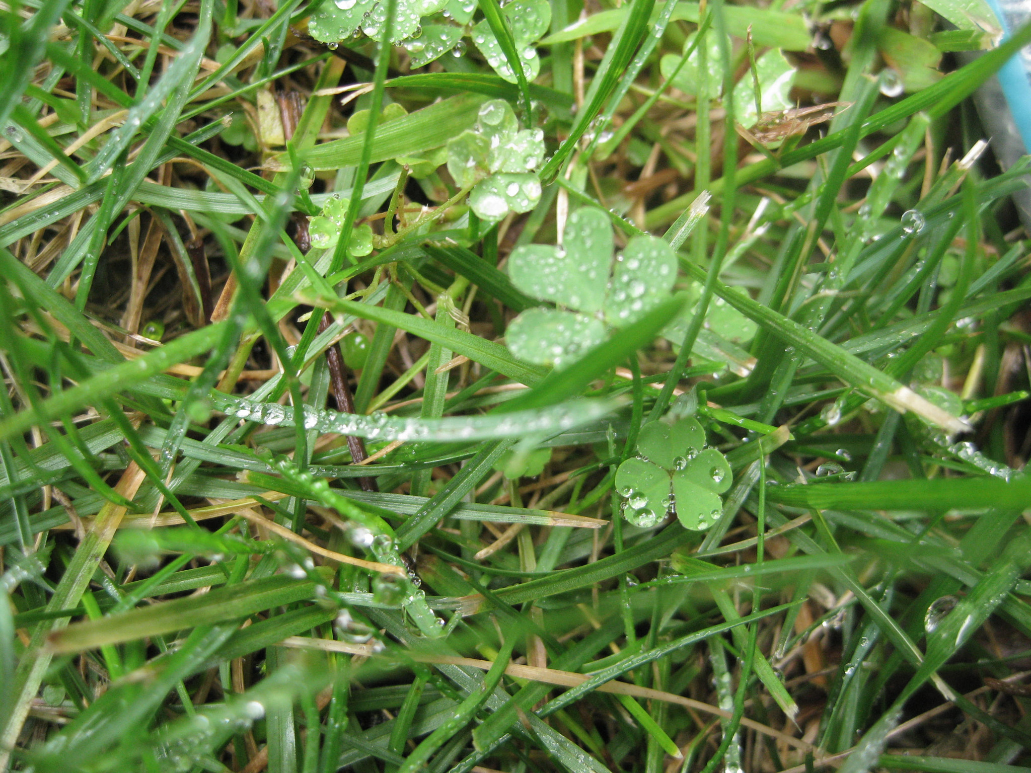 Canon PowerShot SD1100 IS (Digital IXUS 80 IS / IXY Digital 20 IS) sample photo. After the rain 2 photography