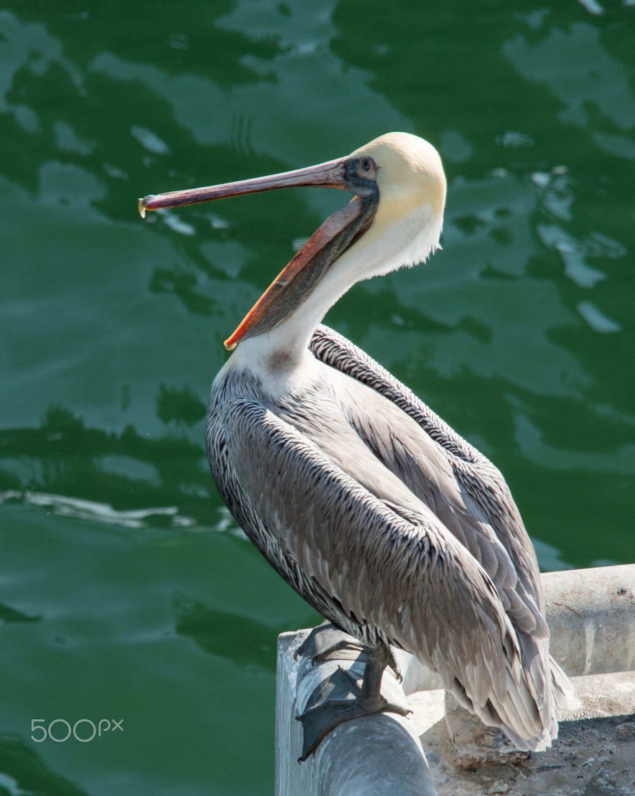 Sigma 150-500mm F5-6.3 DG OS HSM sample photo. Pelican photography
