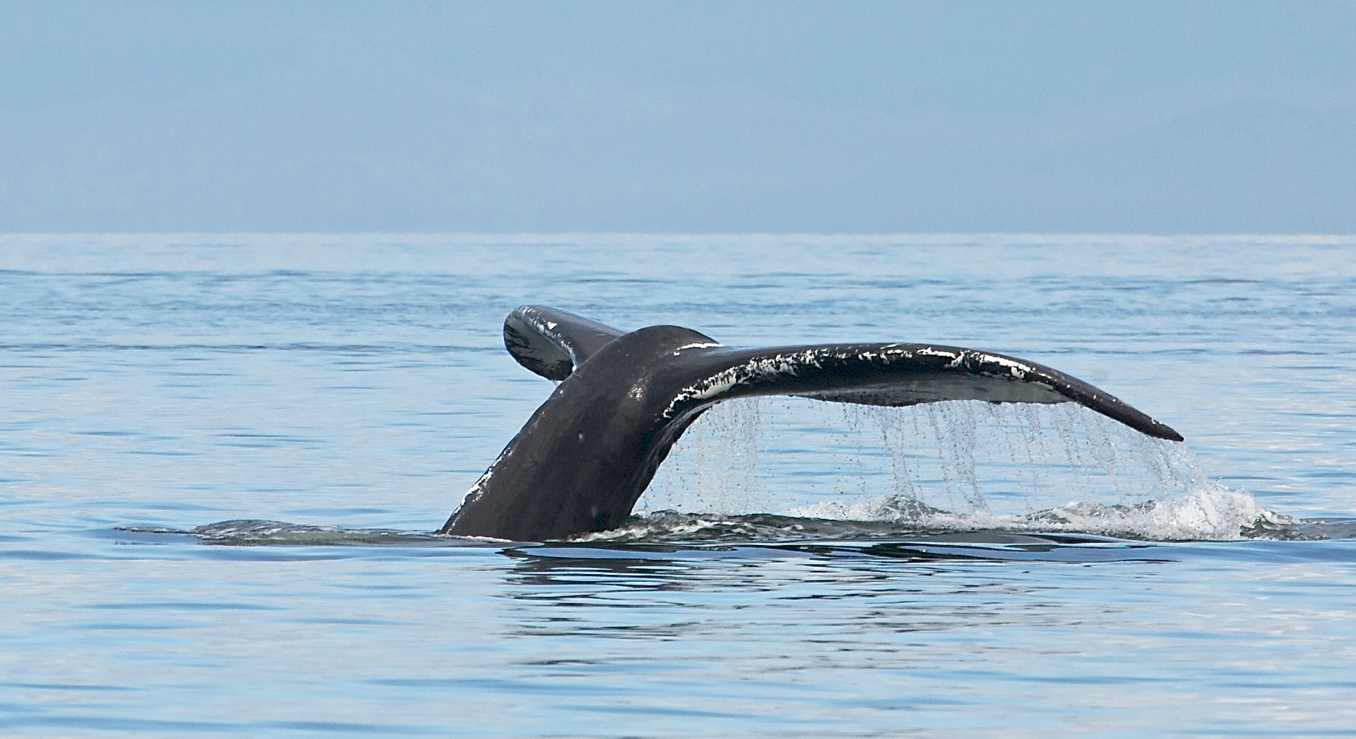 Canon EF 100-400mm F4.5-5.6L IS USM sample photo. Humpback whale diving in alaska photography