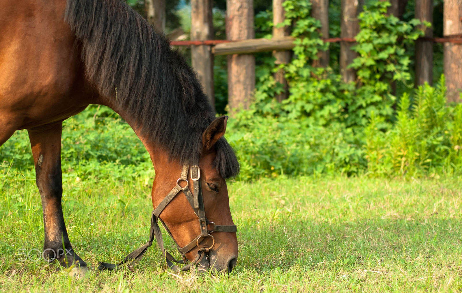 Nikon D3000 + Nikon AF Nikkor 50mm F1.8D sample photo. Horse photography