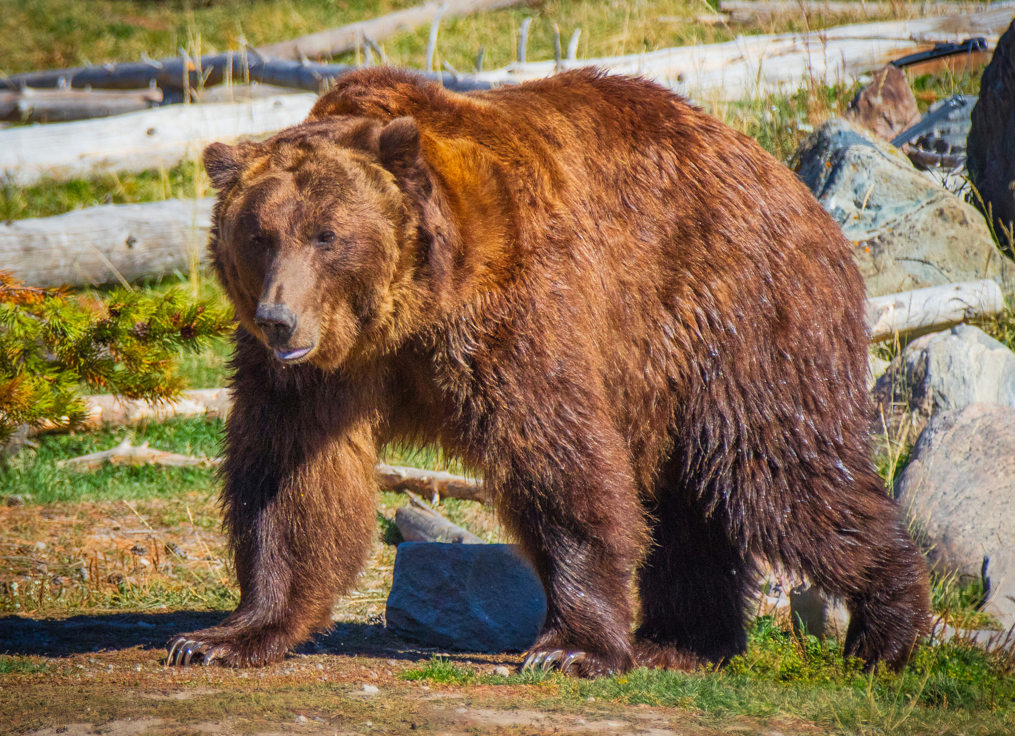 Canon EF 70-200mm F2.8L IS II USM sample photo. Grizz photography