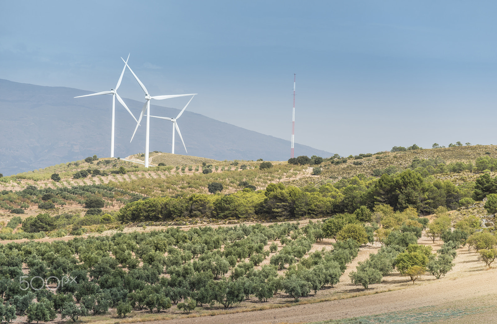 Nikon D800E sample photo. Wind turbines and olive trees photography