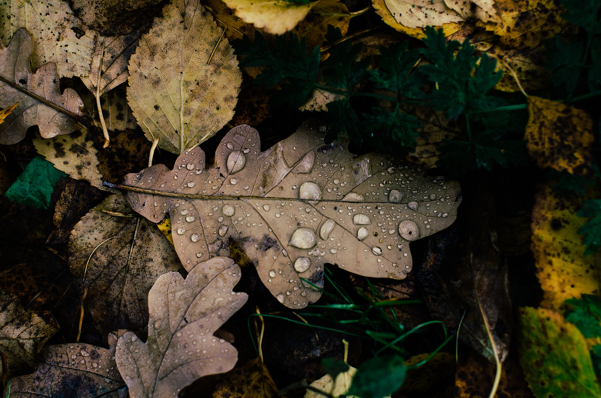 Nikon D7000 + Sigma 50mm F1.4 EX DG HSM sample photo. Drops photography