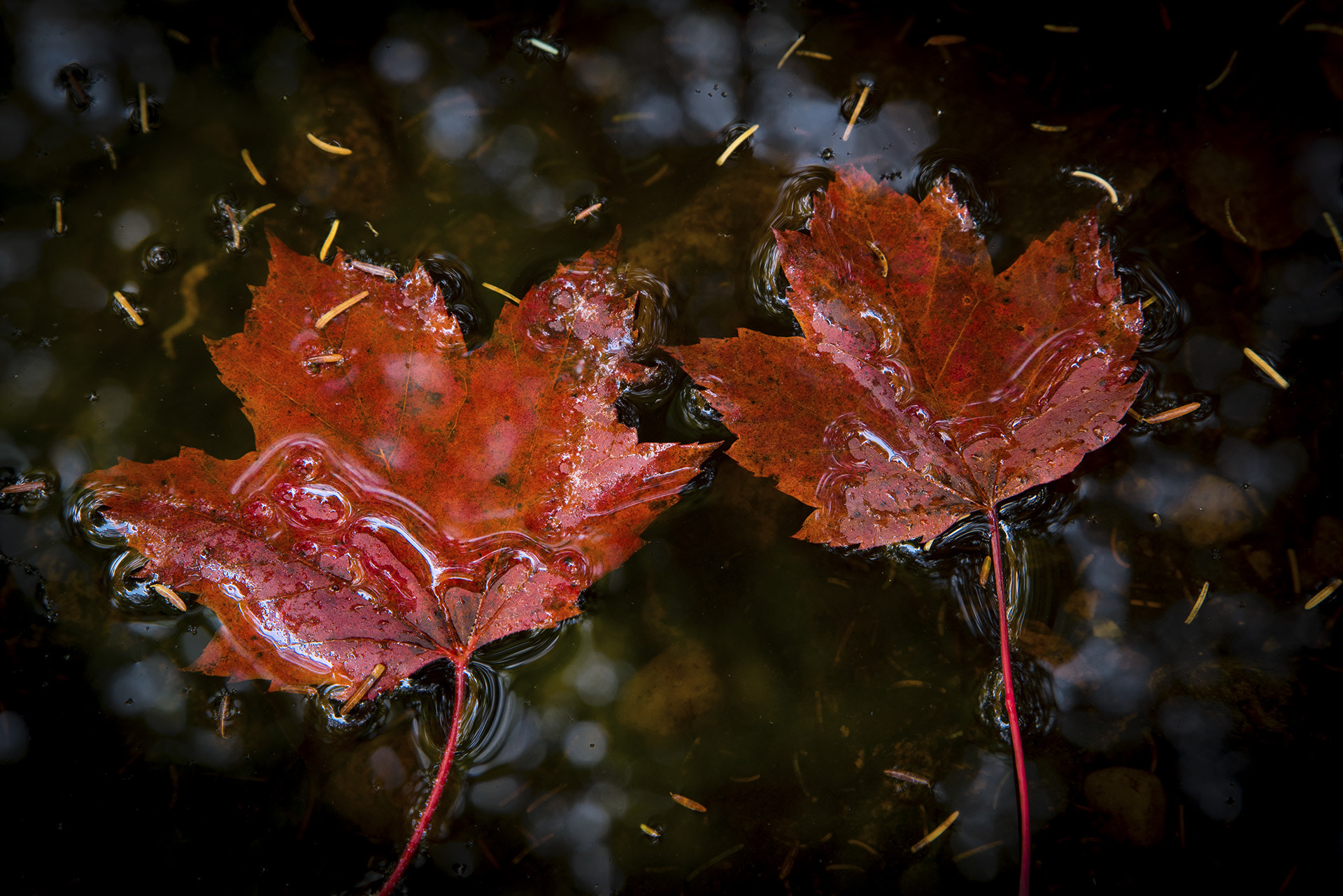 Sony a7R + Canon EF 24-105mm F4L IS USM sample photo. Maple leafs photography