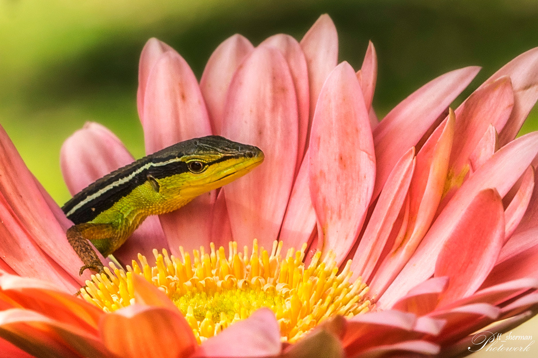 Canon EF 100mm F2.8L Macro IS USM sample photo. Kadalz #02 photography