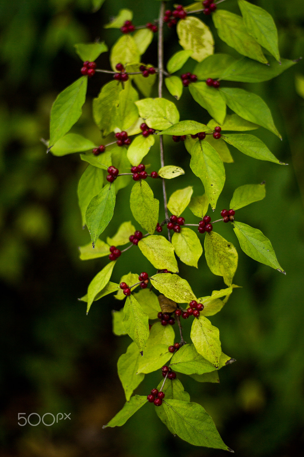 Canon EOS 650D (EOS Rebel T4i / EOS Kiss X6i) sample photo. Berries in the green photography