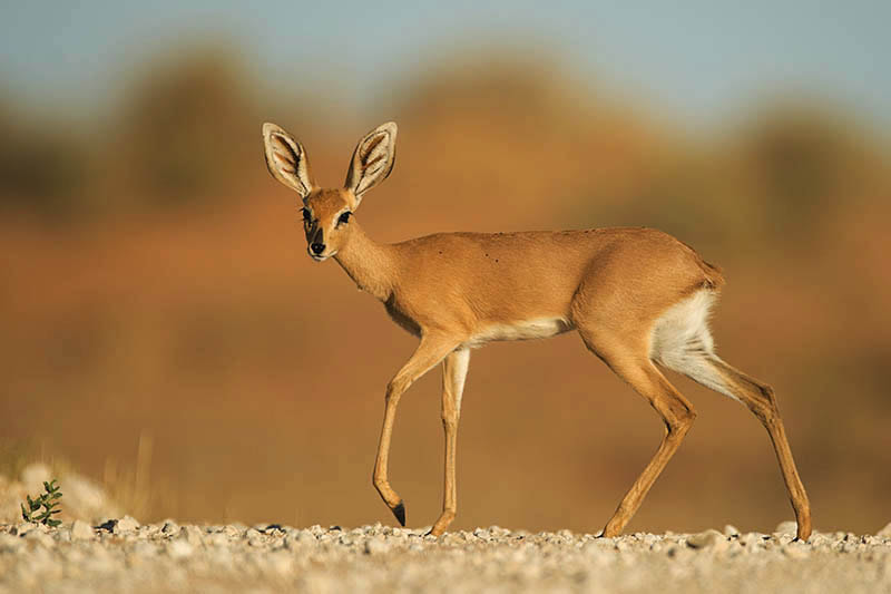 Nikon D4 + Nikon AF-S Nikkor 600mm F4G ED VR sample photo. The pose photography